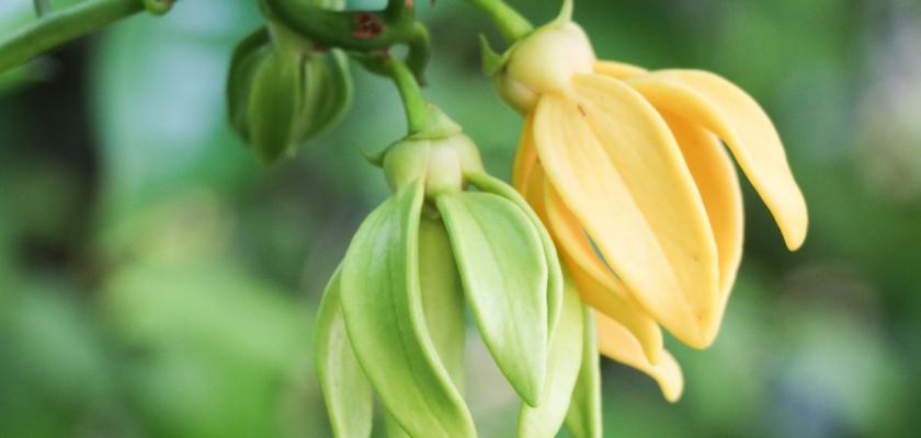 květy ylang ylang