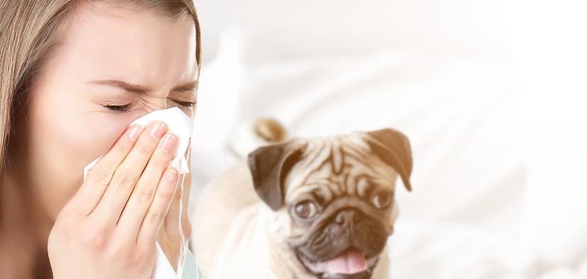 Mopsík a z alergie kýchající žena