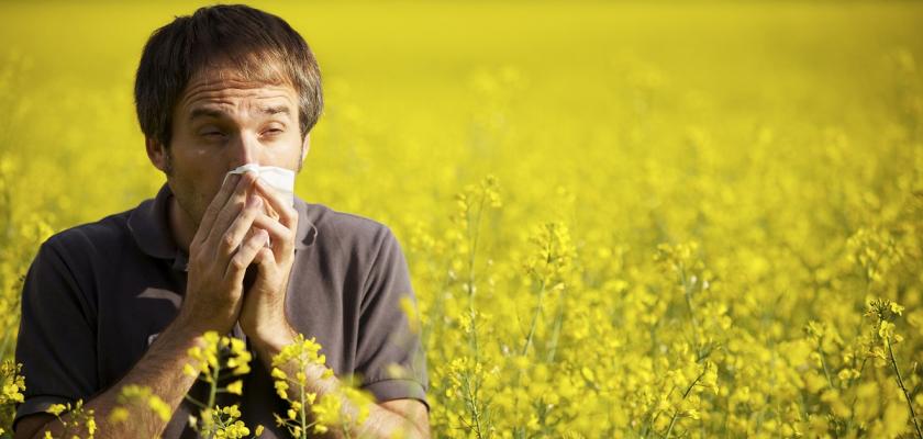 alergik uprostřed pole s řepkou