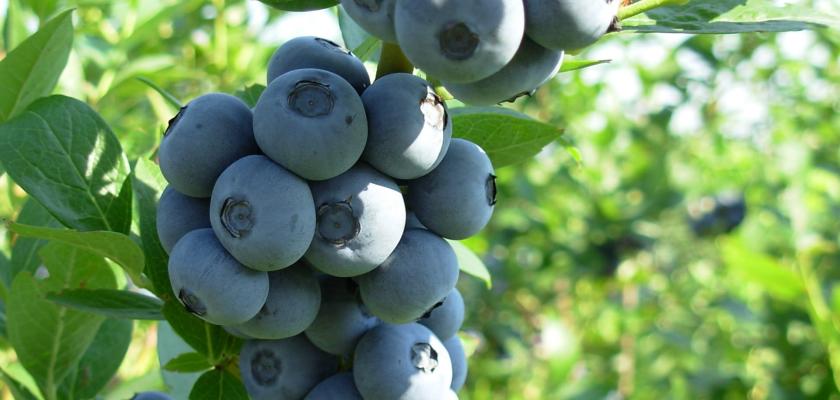 kanadské borůvky PR