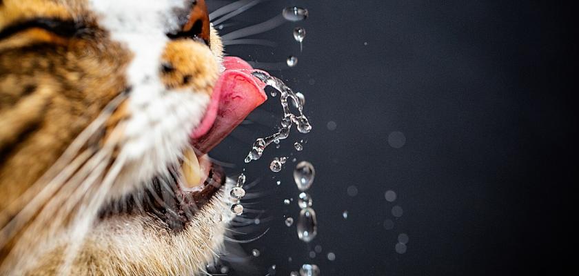 kočka a voda