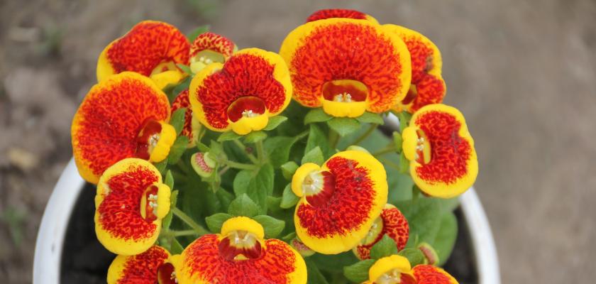 oranžový pantoflíček