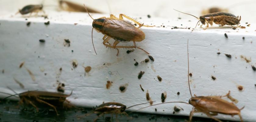 invaze švábů
