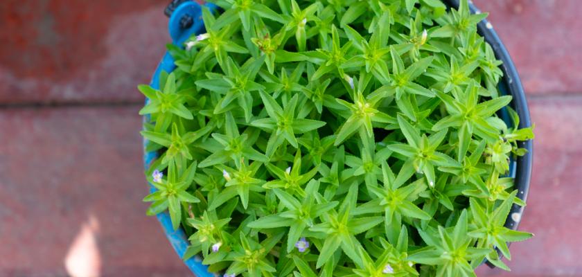 pěstování bahnatky