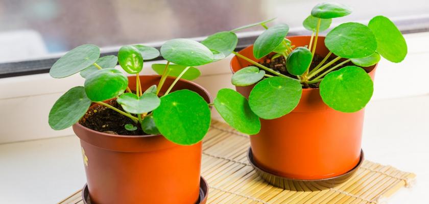 pepřinec pilea