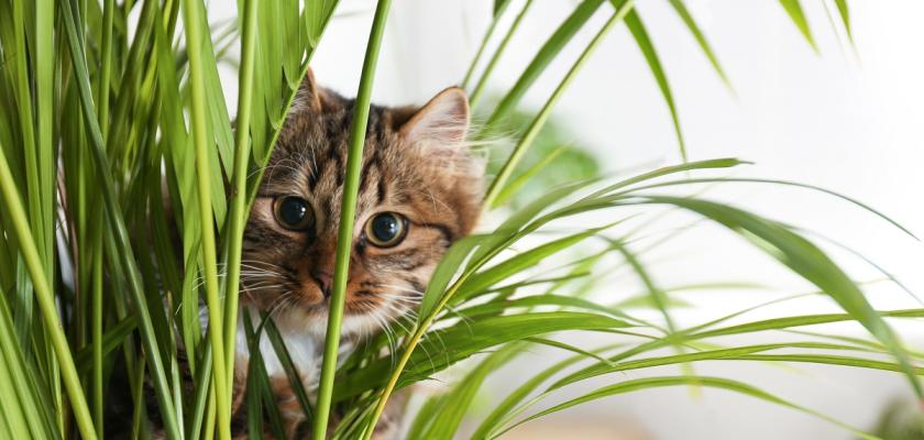 kočka v rostlině