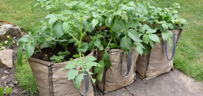 Jak Pestovat Brambory V Pytli (sadbové brambory, Brambor Pytli, hlíz Prevencí) Jak Pestovat Brambory V Pytli