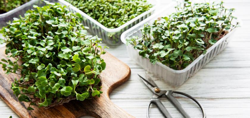 microgreens a nůžky