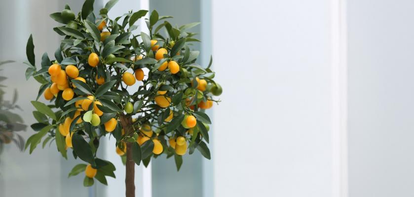 citronovník