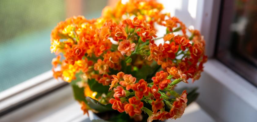 oranžová kalanchoe