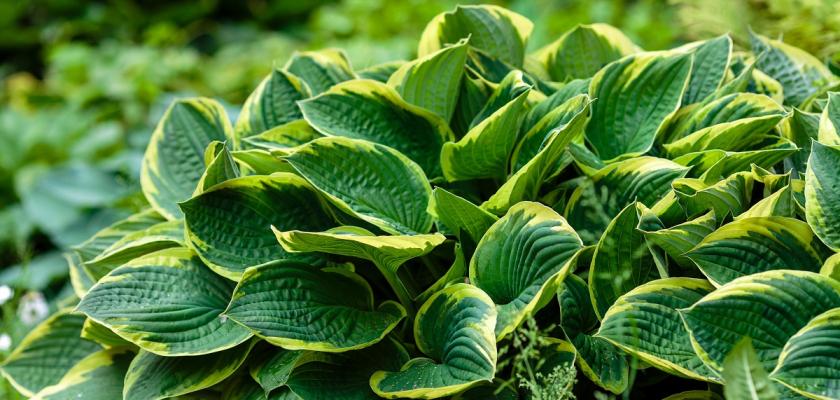 hosta