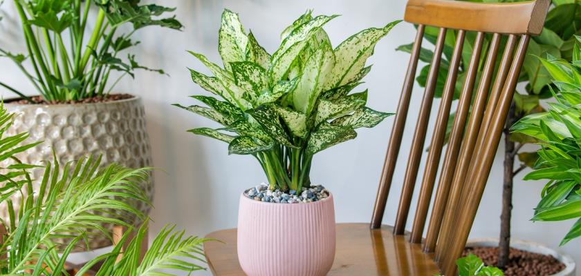 aglaonema