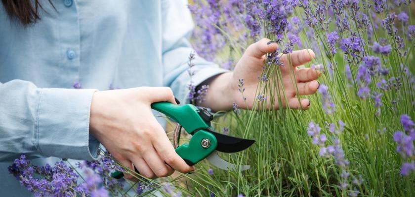 jarní řez levandule