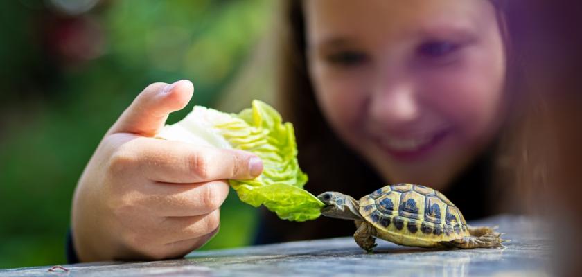želva jako mazlíček