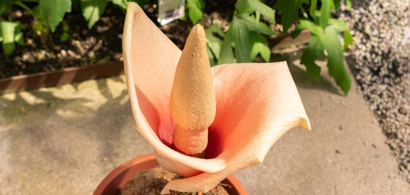 zmijovec v květníku