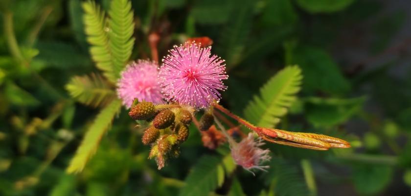 citlivka stydlivá květ