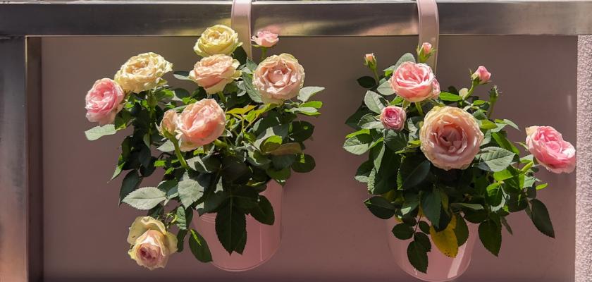 minirůže na balkoně