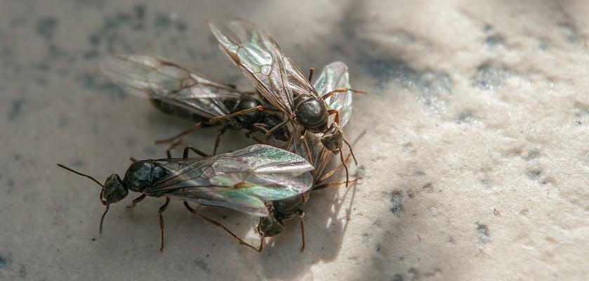 létající mravenci s křídly