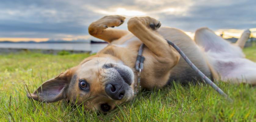pes v trávě