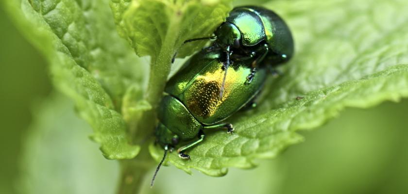 Mandelinka Matova (mandelinky mátové, hostitelských rostlin, Chrysolina herbacea, hostitelské rostliny, Mandelinka mátová) Mandelinka Matova
