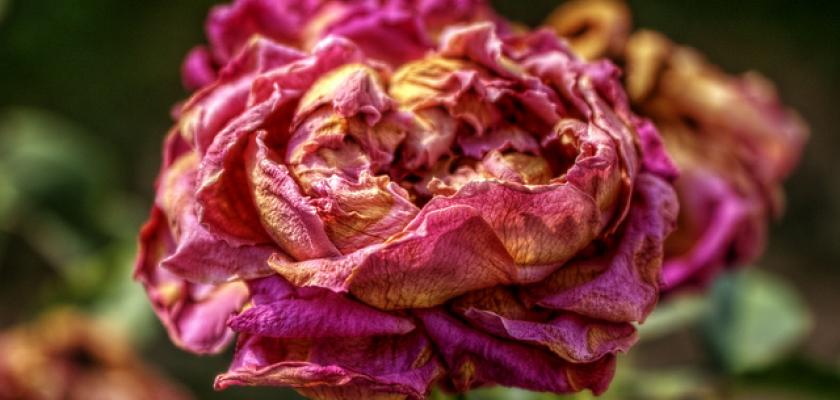 potpourri2