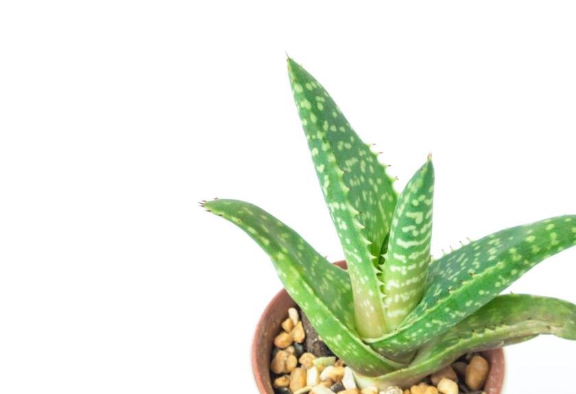 aloe v květináči