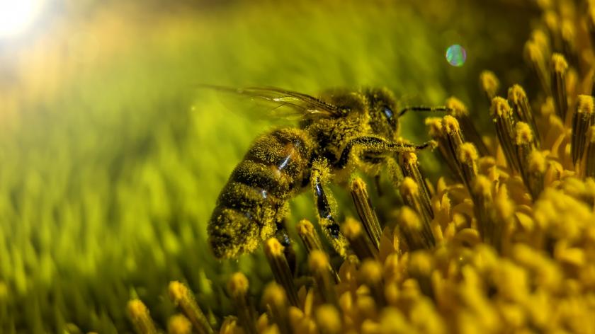 včela obalená pylem