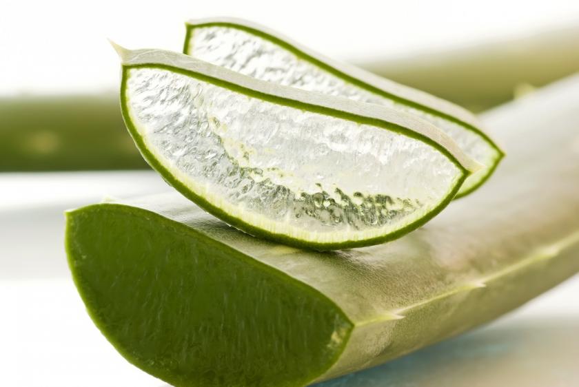 dužina aloe vera