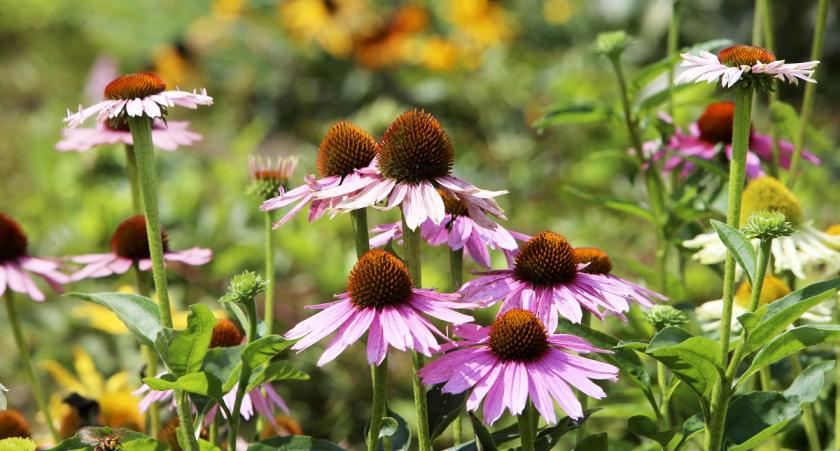 echinacea přípravky