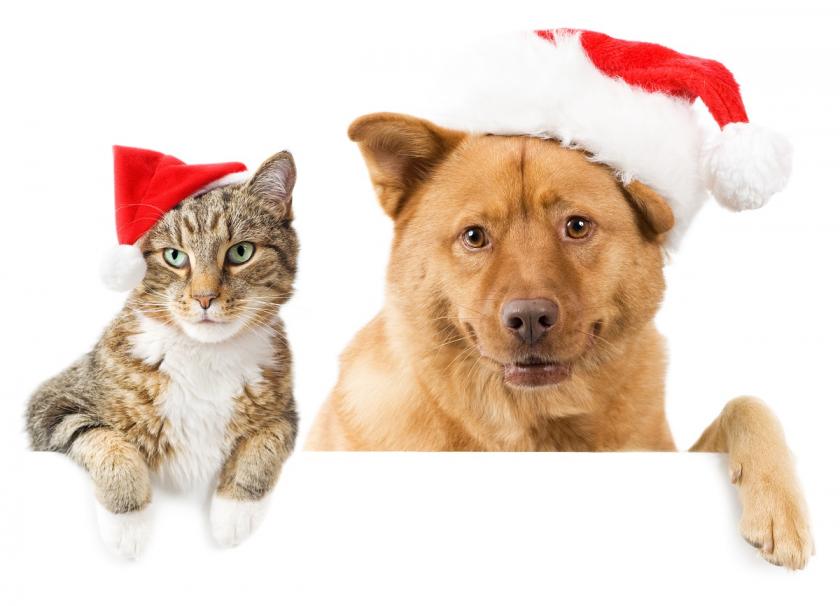 vánoční pes a kočka