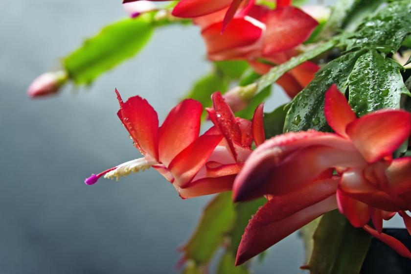 květy vánočního kaktusu