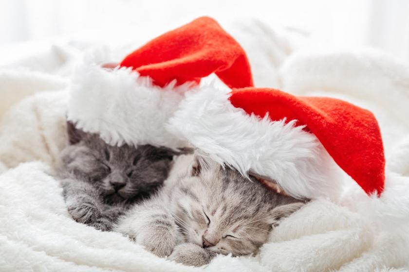 vánoční koťata