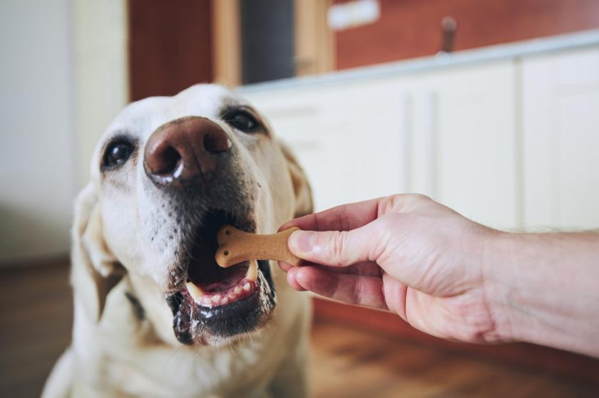 pes s psí sušenkou