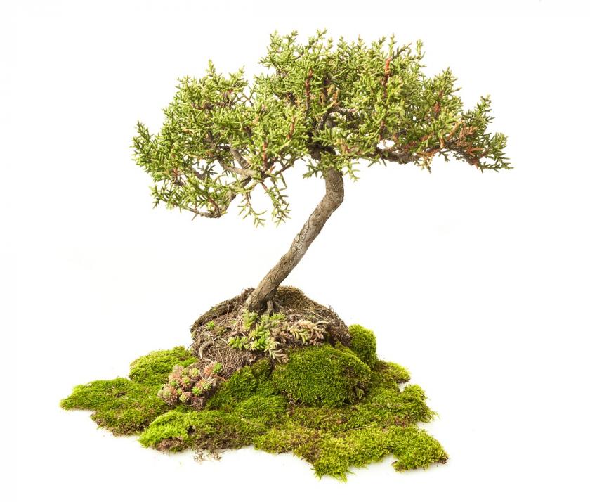 cypřišek bonsai