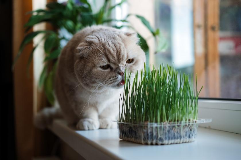 kočka s kočičí trávou