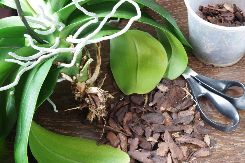 Orchideje Ze Supermarketu (Vyhněte rostlinám, kořenů Pokud, Pokud jsou, příliš mnoho) Orchideje Ze Supermarketu