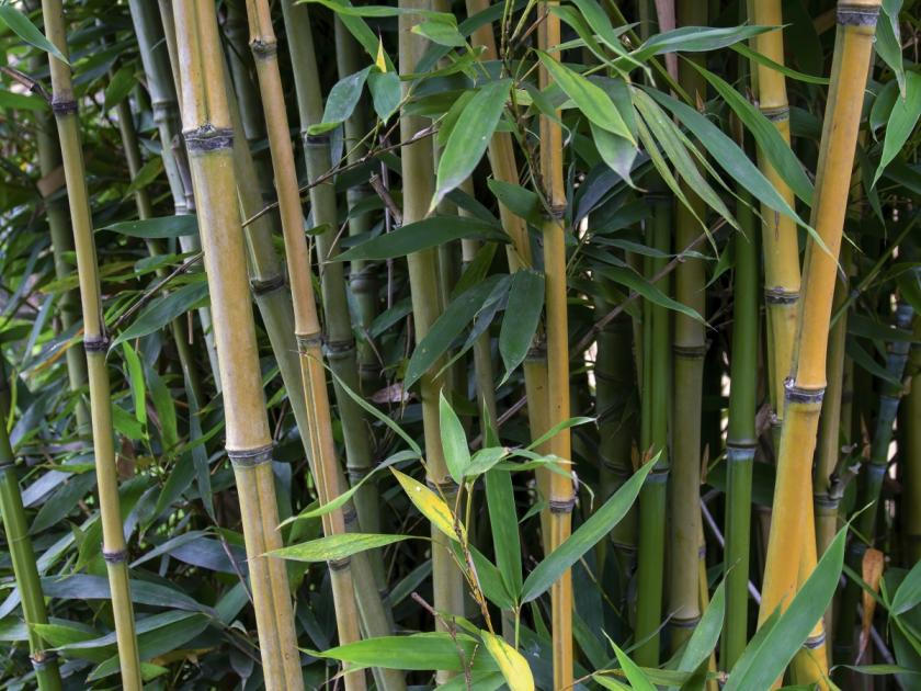 rychle rostoucí bambus