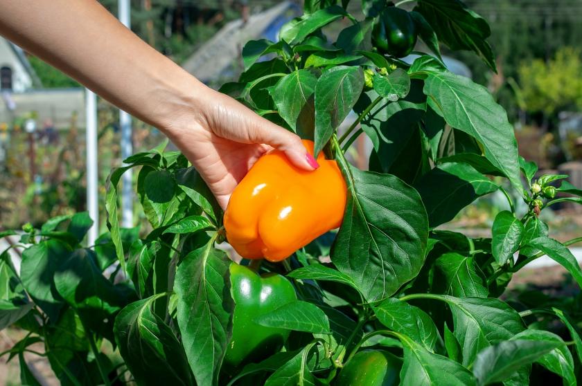 oranžová paprika