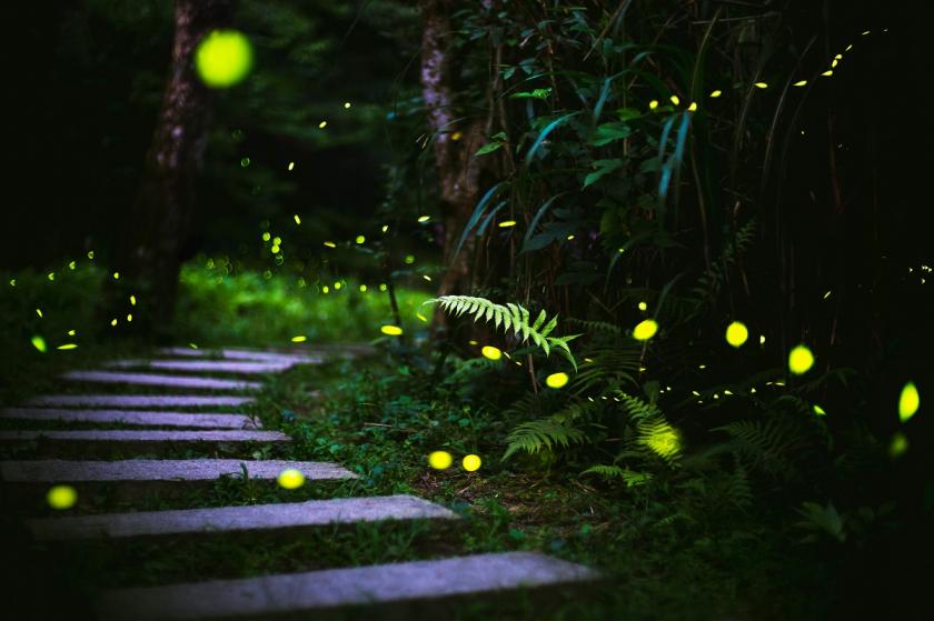 světlušky v lese