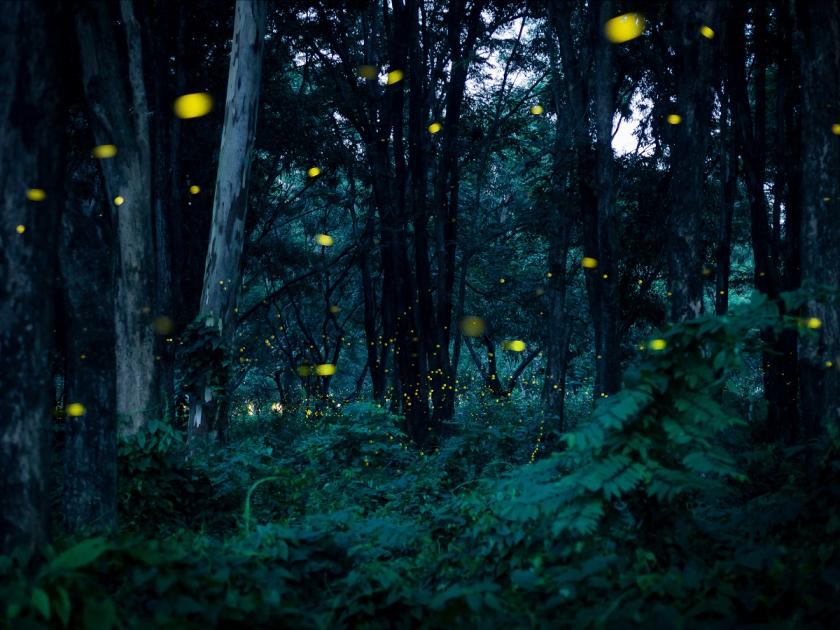 les se světluškami