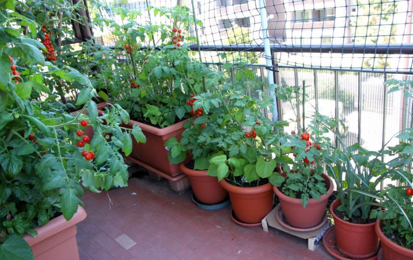 rajčata na balkoně