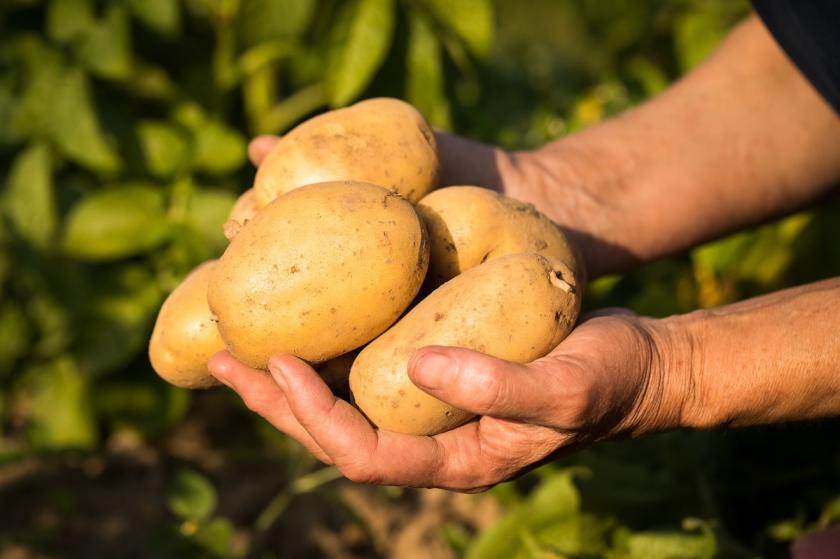brambory v dlaních