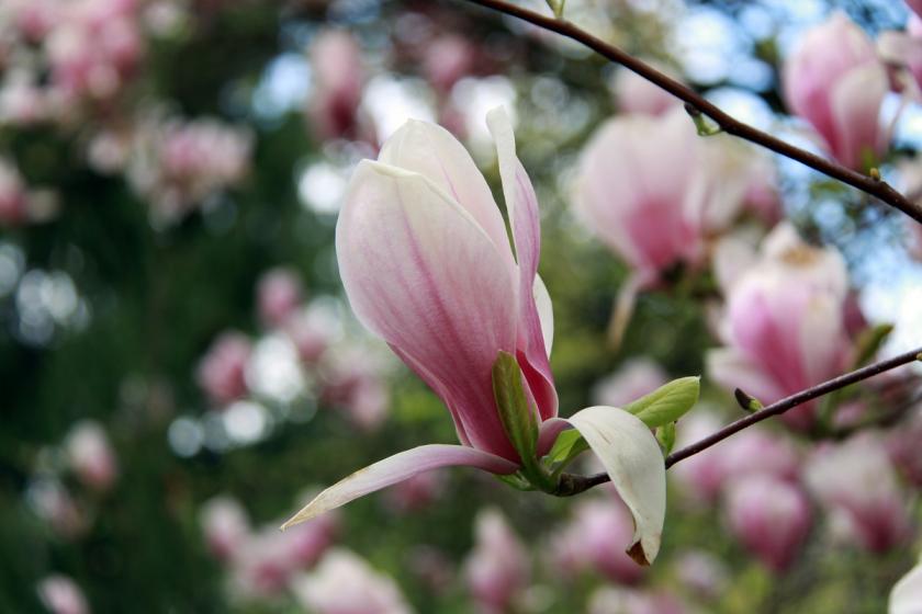 květy magnolie