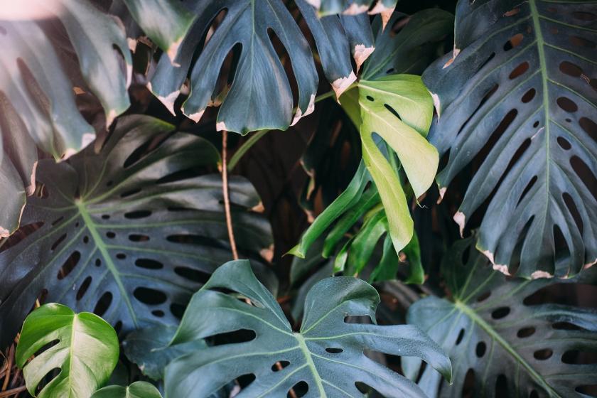 monstera v pralese