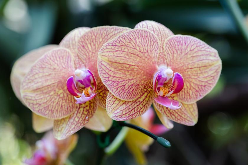 růžová orchidej