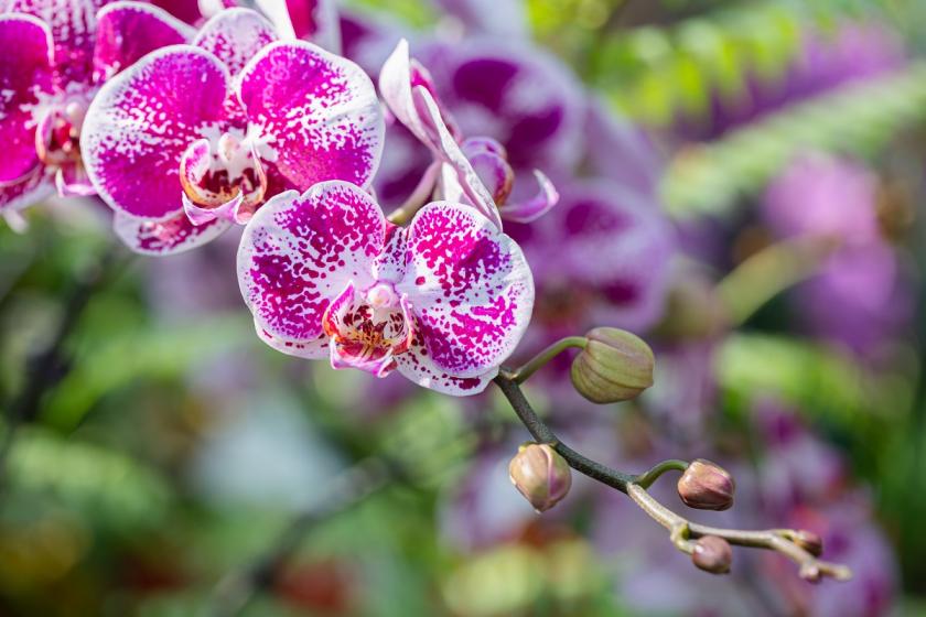 kvetoucí orchidej