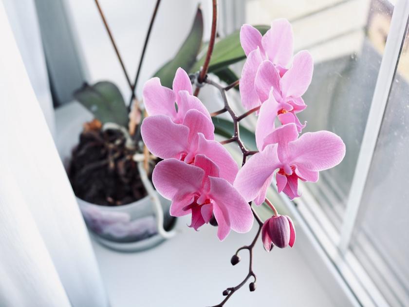 průhledný květináč na orchideje