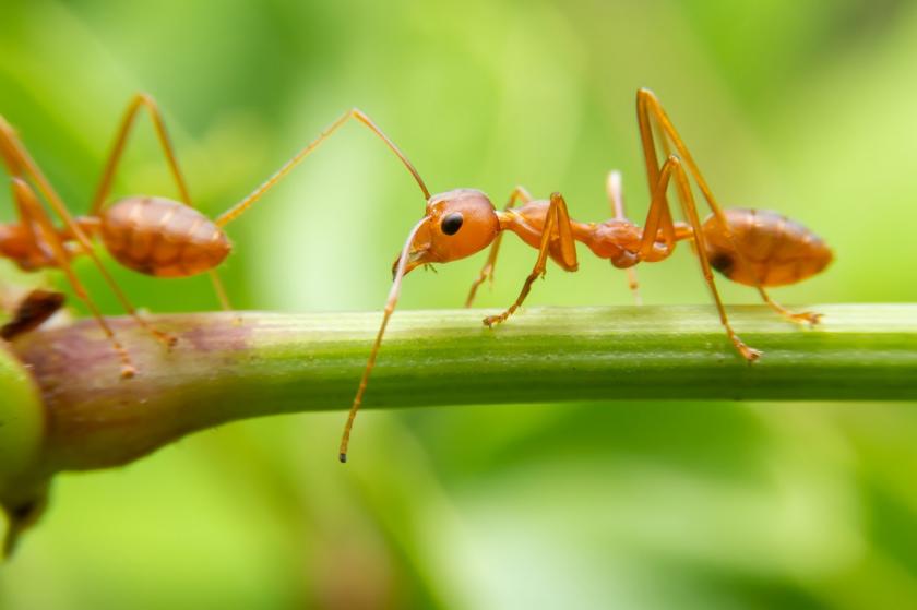 mravenec na stonku