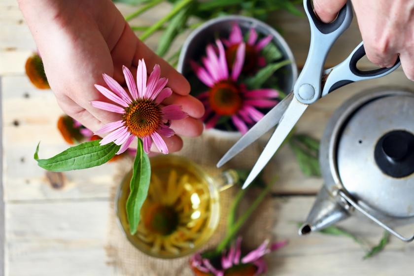 květy echinacea