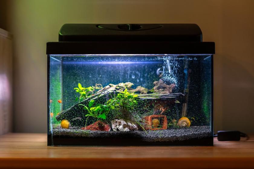 feng shui akvárium